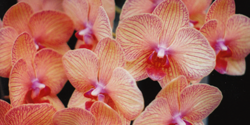 orchid photo