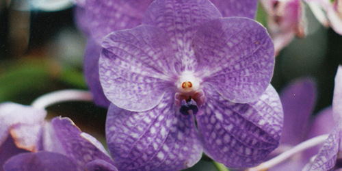 orchid photo